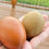 Thumbnail: Homestead Chick Box of 10