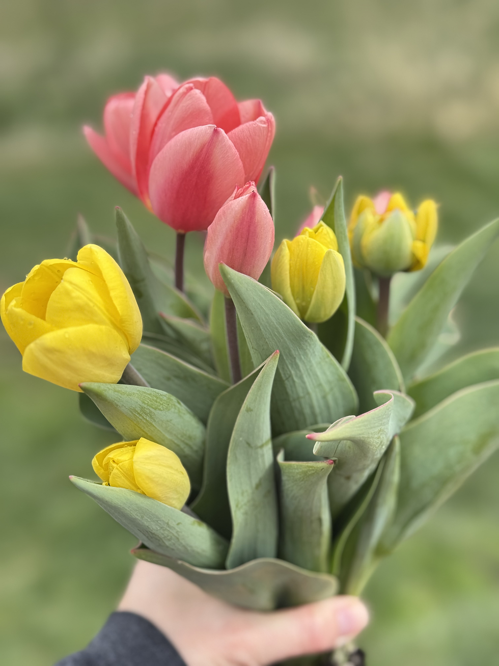 Thumbnail: TULIP CSA -spring 2026