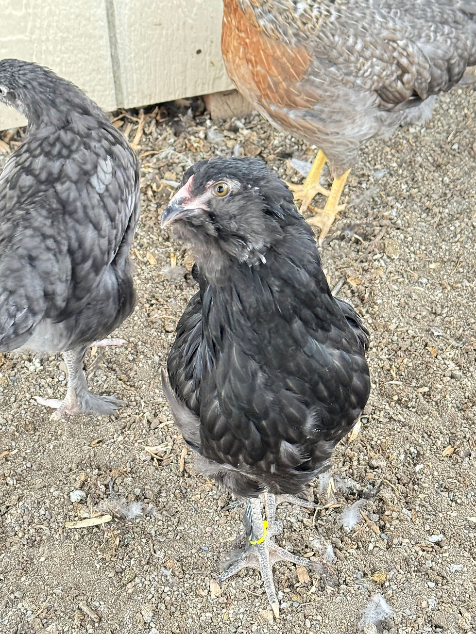 Thumbnail: Pullets