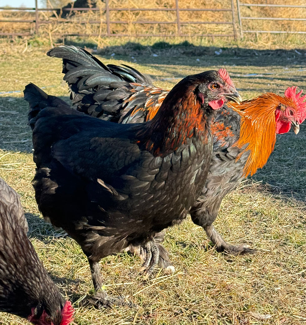 Thumbnail: Black Copper Marans- Hatching Eggs