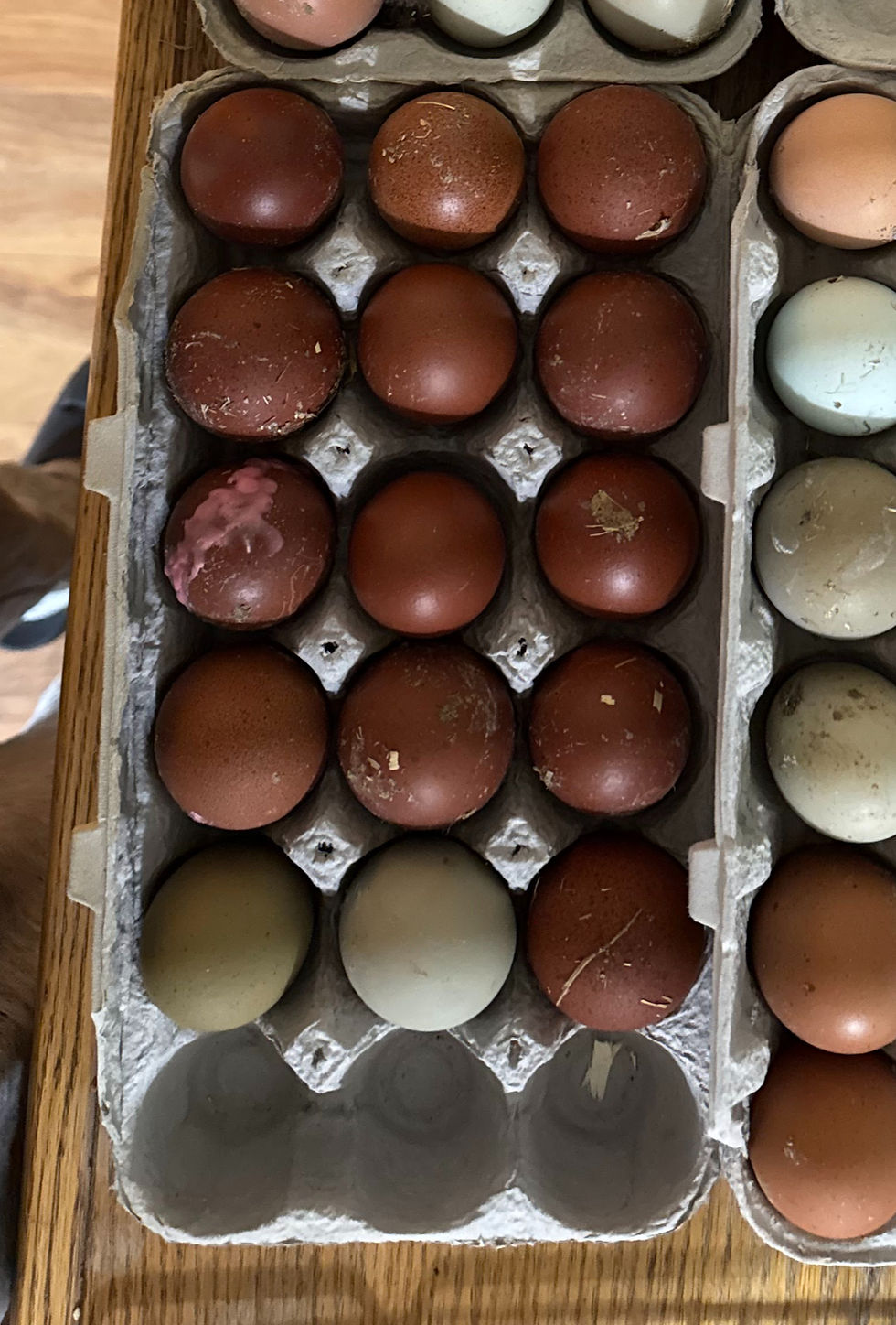 Thumbnail: Black Copper Marans- Hatching Eggs