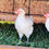 Thumbnail: American Bresse Hatching Eggs