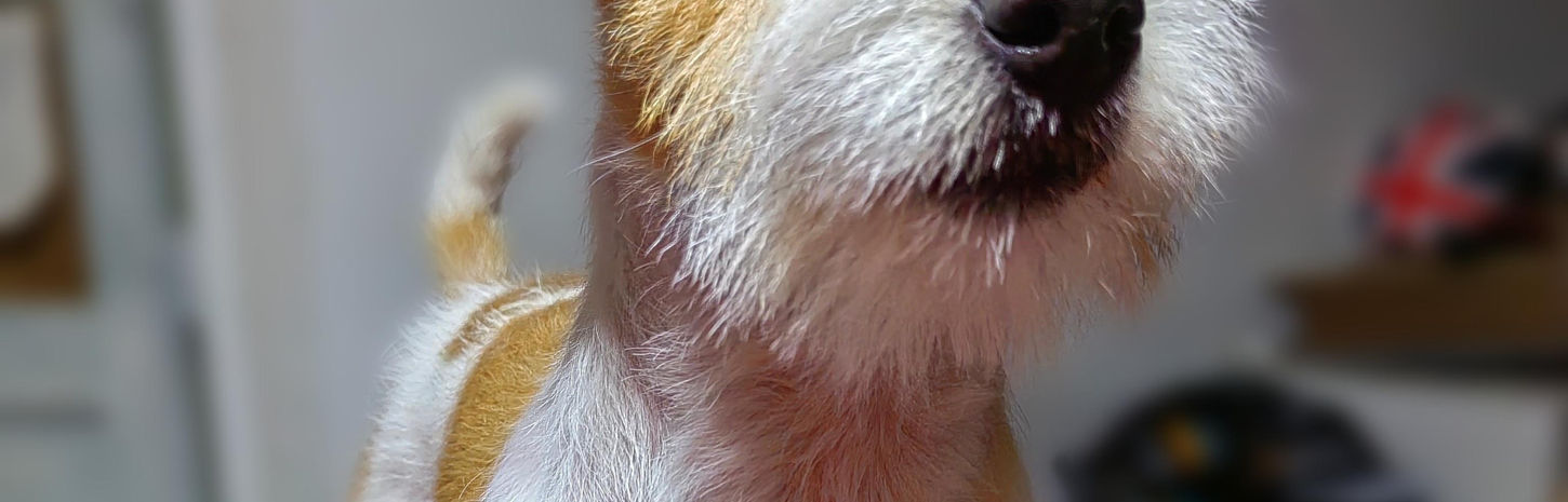 Peluqueria canina. Hand stripping para el Jack Russell Terrier. Enchula a tu nene con el Clan www.jackrussellchile.com