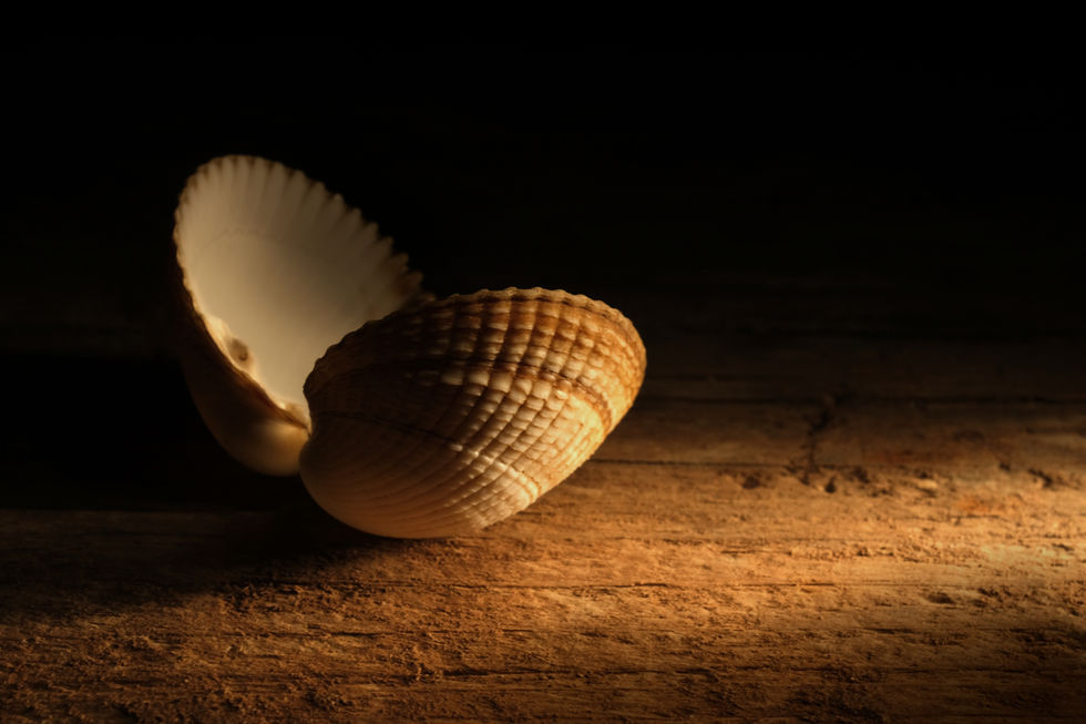 Cockle shell