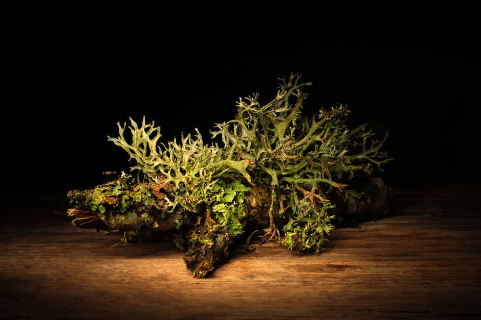 Lichen series 6