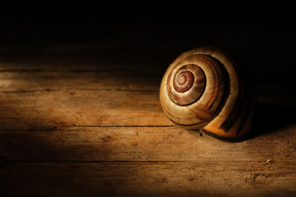 Snail shell