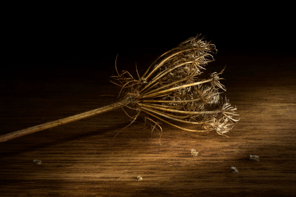 Carrot seed-head