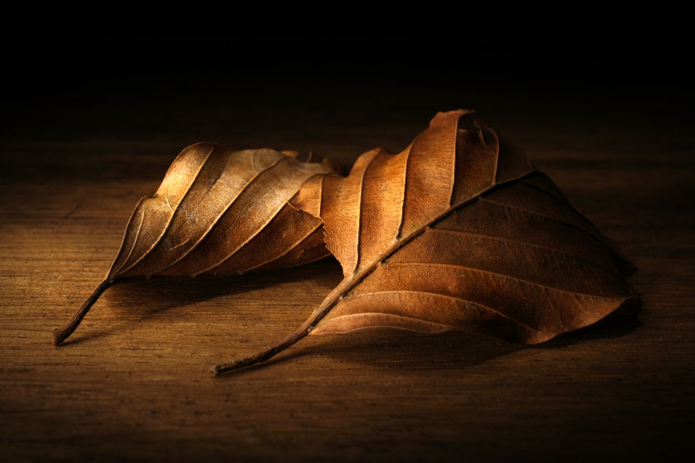 Two leaves