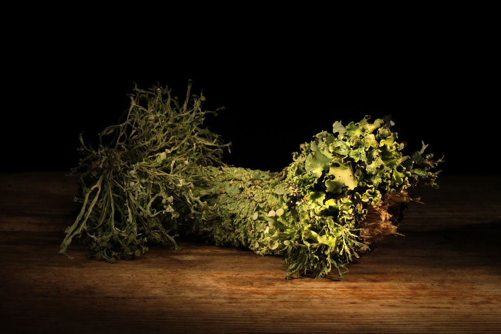 Lichen series print 1