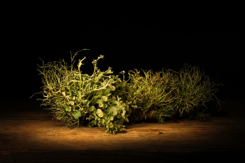 Lichen series 5