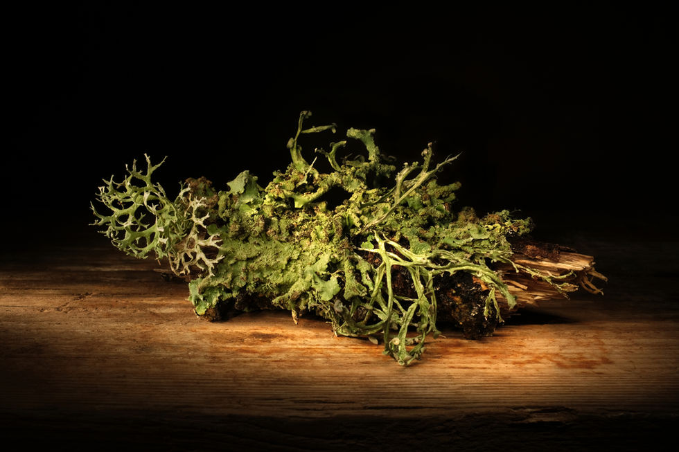 Lichen series 2