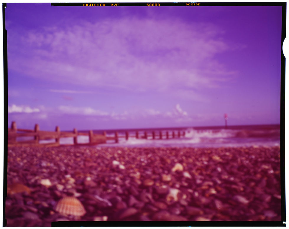 Pinhole beach (mussel)