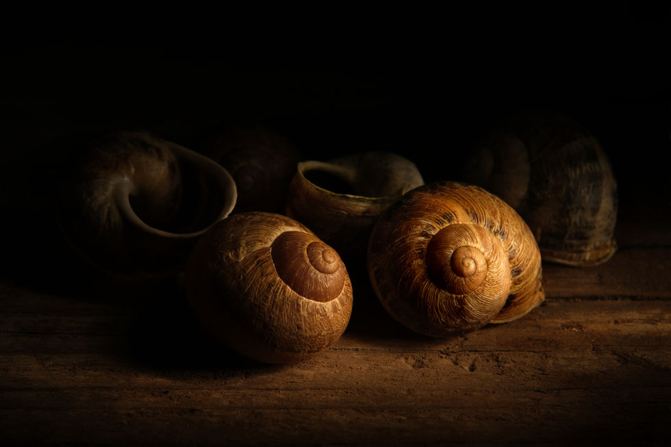 Snail shells