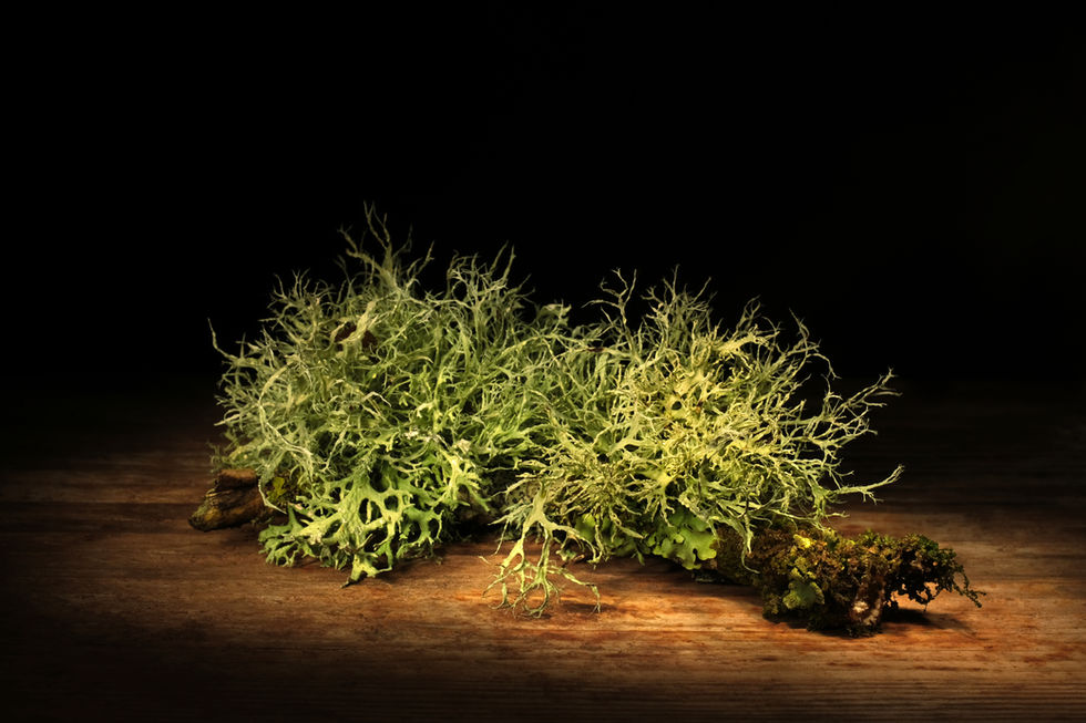 Lichen series 3