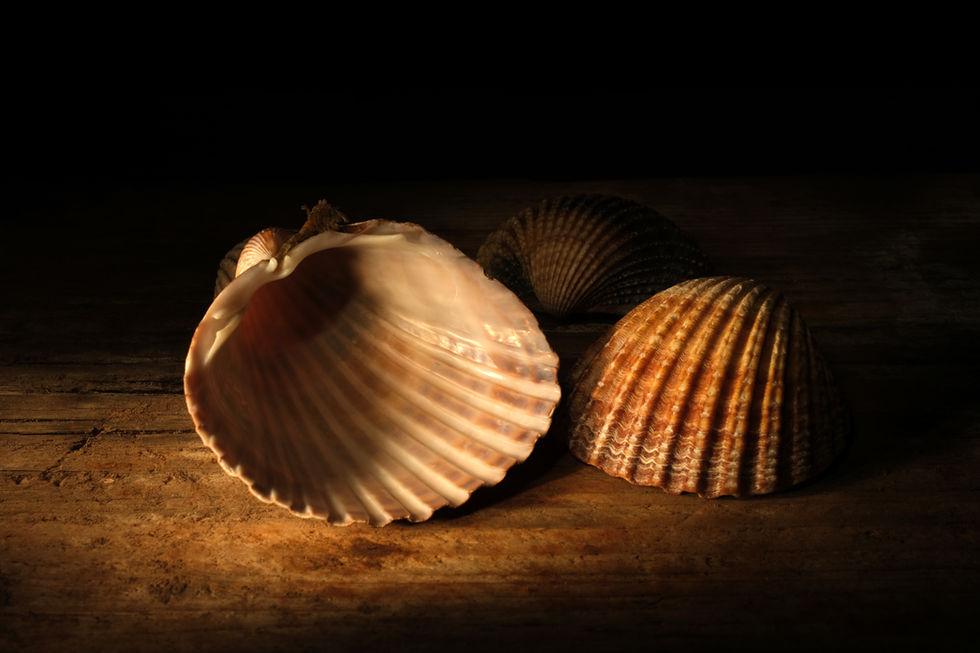 Three cockle shells