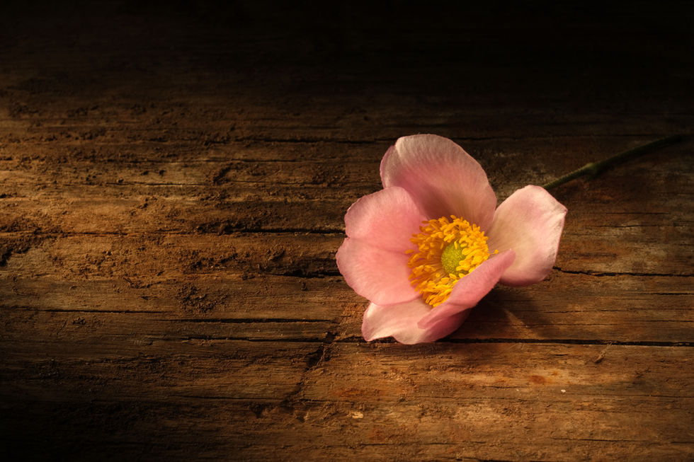 Anemone