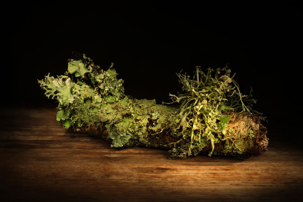 Lichen series 4
