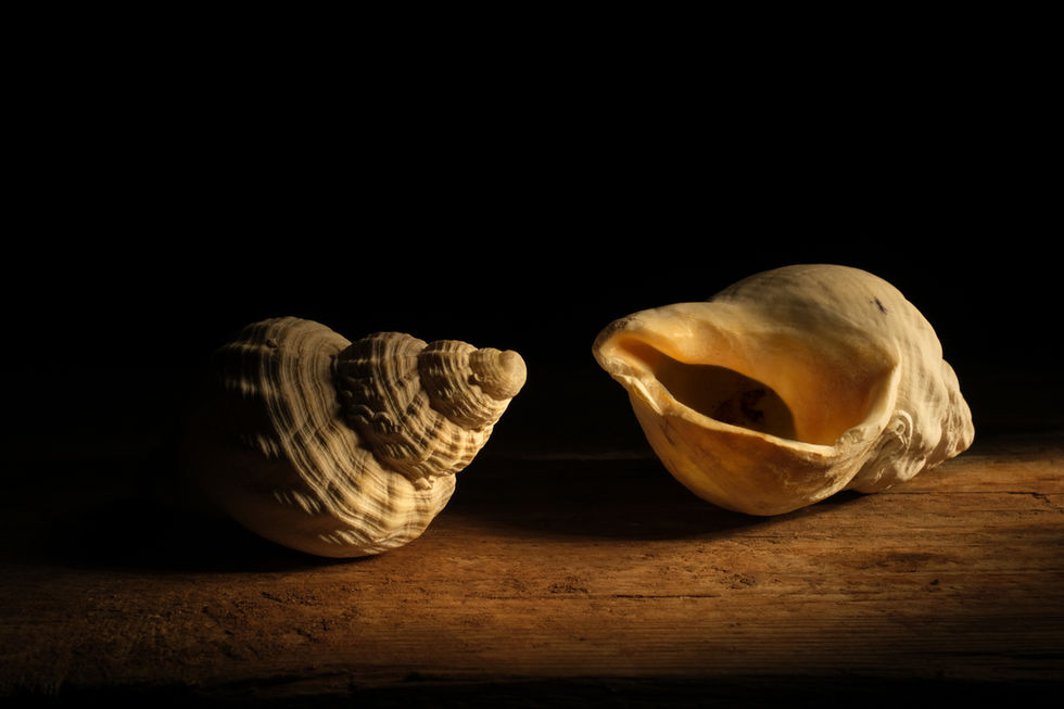 Whelk shells