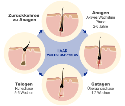schüsslersalze haarausfall