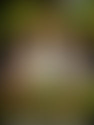 P.H.A.S.E. 1 Academy Jamaica2026 U16 Rising Stars Easter Ranking Camp