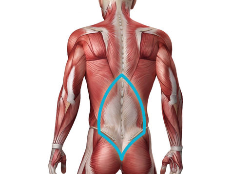 胸腰筋膜の解剖