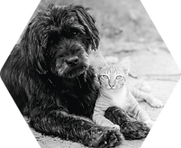 shutterstock_441067924_chien_chat_hexa.p