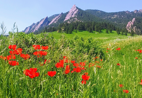 Screenshot 2025-07-10 at 12.54.24 PM.png