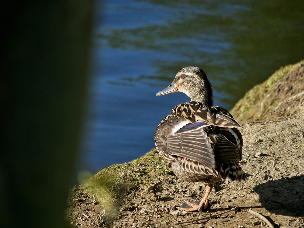 A duck, just because....