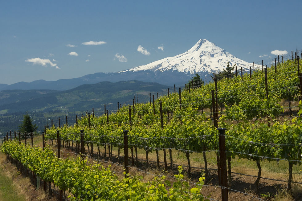 Tasting Tuesdays:  Washington State Wines