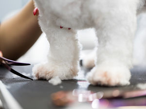 Full service dog grooming