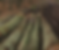 IMG_3774_edited.png