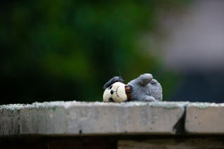 Lost toy. Abandoned toy. Toy puppy dog. Abbie Elliott. Australia.  Melbourne.