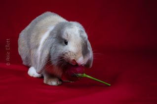 Valentines Day Rabbit. Red Rose. Fluffy Bunny. Crunchy. Abbie Elliott. Marshislittlemonsters