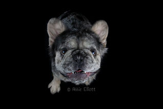 Merle Fluffy Fenchie. French Bulldog. Bentley the Dog. Puppy. Abbie Elliott. Demi Flynn