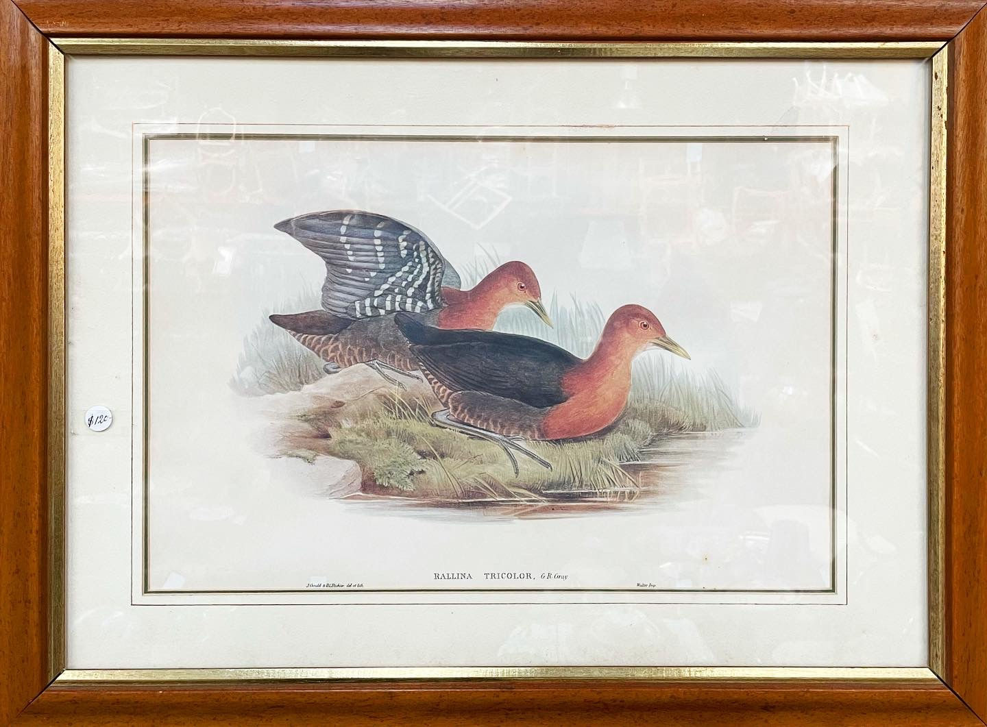 J Gould and HC Richter det el lith Print of ‘Rallina Tricolor’ Framed Lithograph