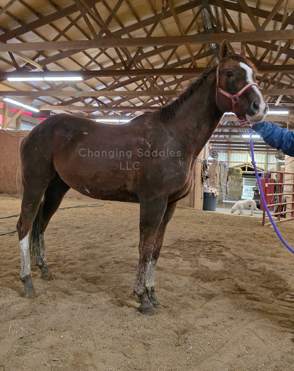 Binge 2018 Gelding 16'1hh