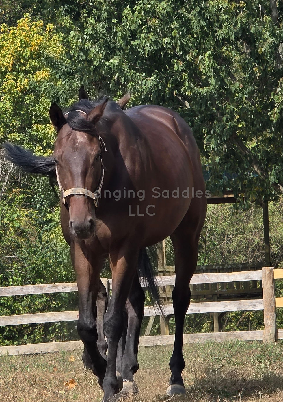 Pruty 2023 Gelding 15'2hh