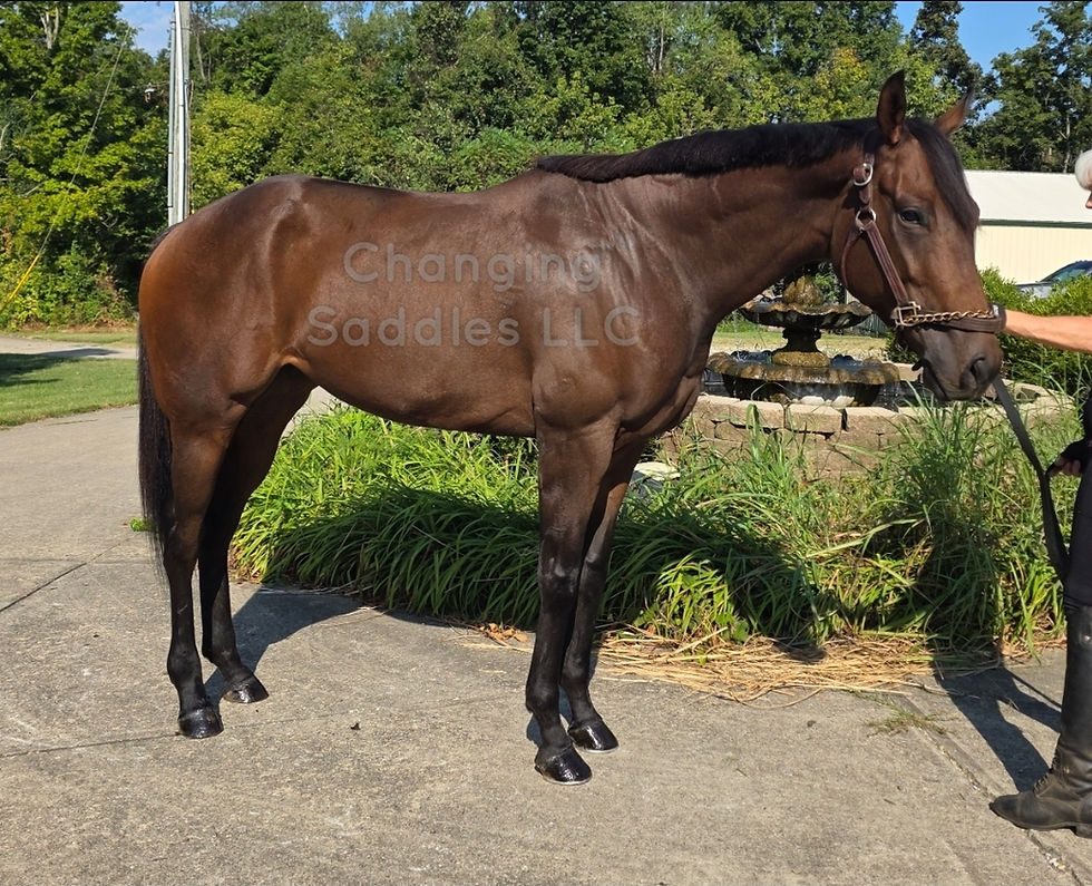 Border 2022 Filly 16/16'1hh