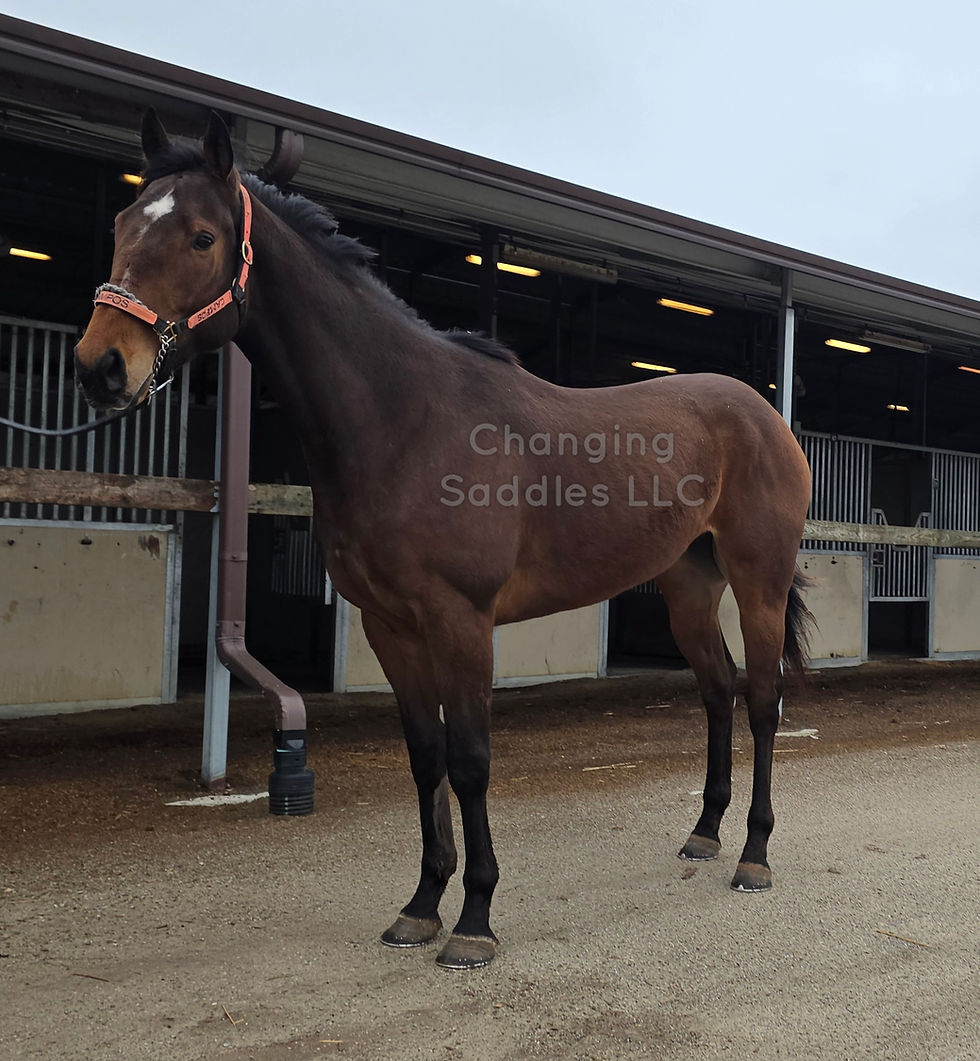 Senor 2022 Gelding 16'2hh