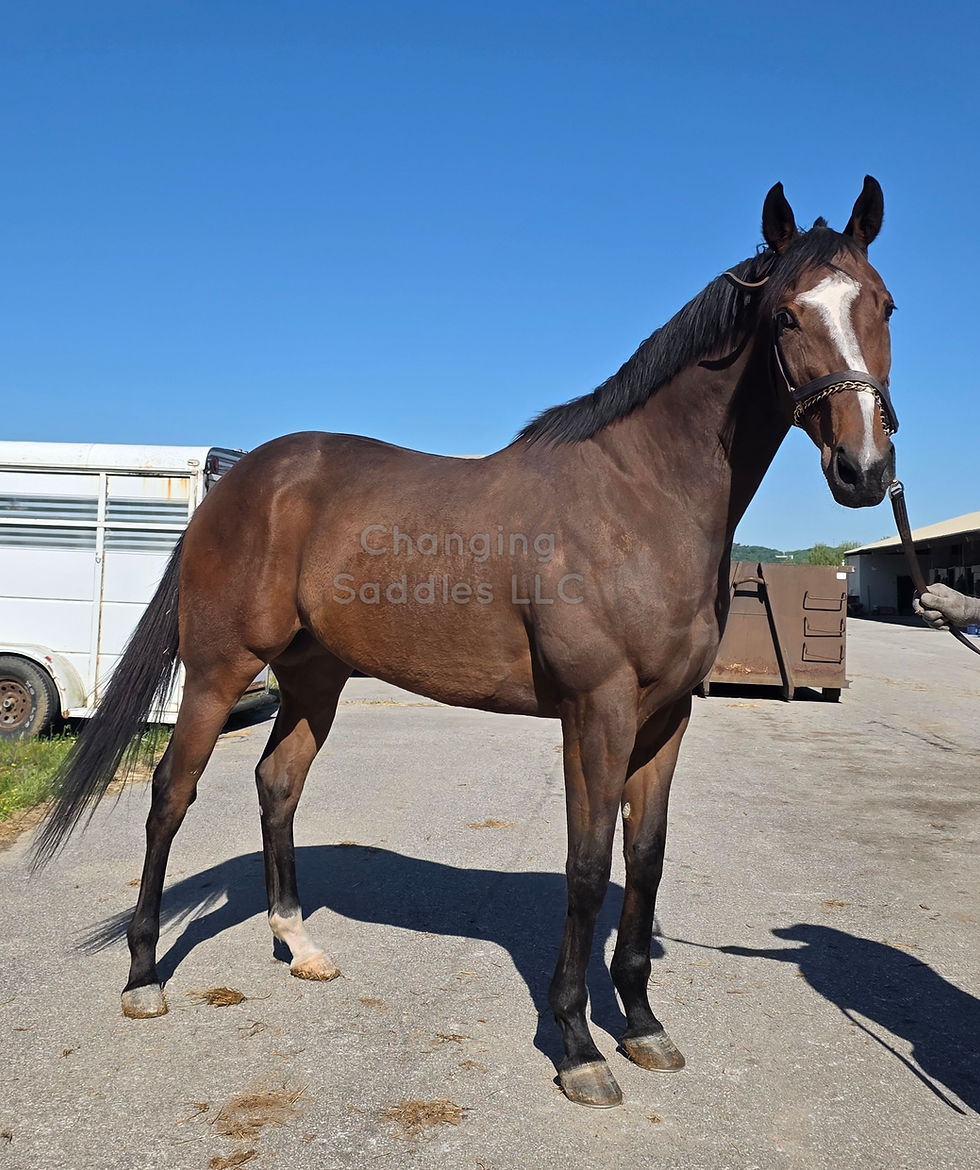 Lyon 2018 Gelding 2018