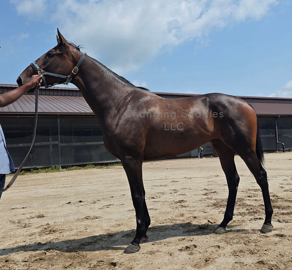 May 2023 Filly 16'1hh