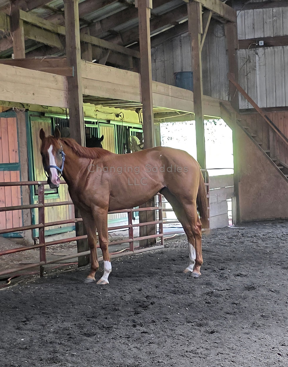 Miggi 2021 Mare 16'2hh