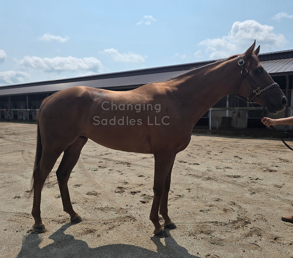 Dance 2023 Gelding 15'3hh