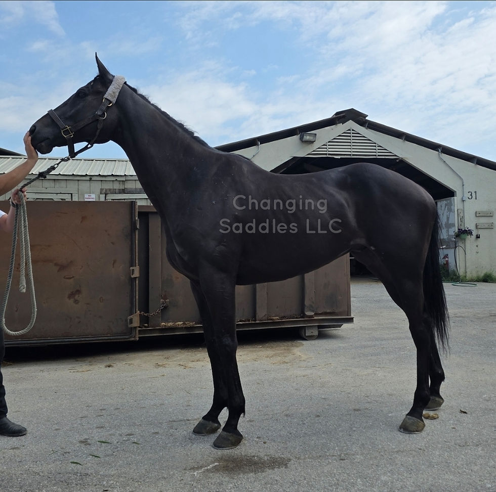 Cowboy 2017 Gelding 16'3/17hh