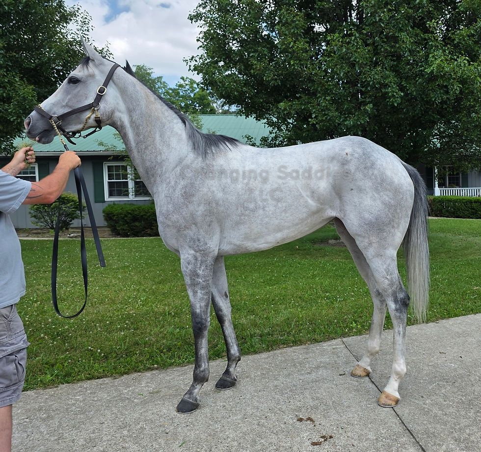 Everly 2021 Mare 16'2hh+