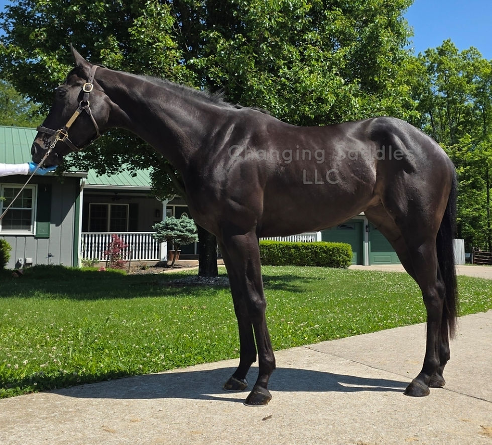 Vic 2023 Filly 16'2hh