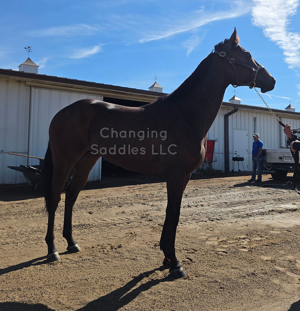 Fire 2020 Gelding 16hh