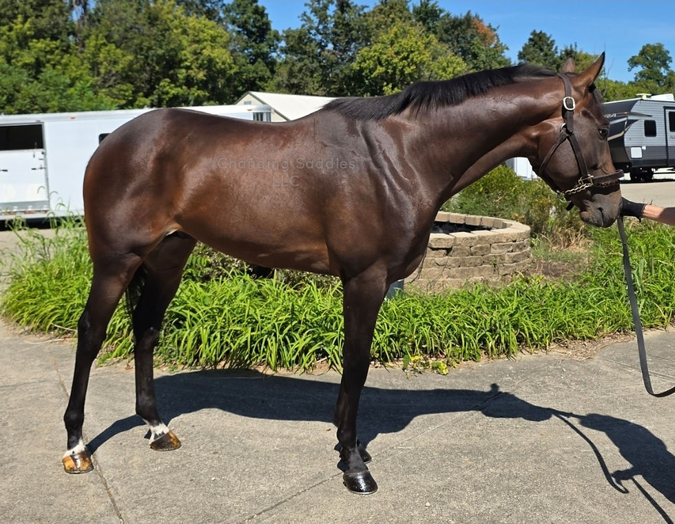 Ty 2022 COLT 15'3/16hh