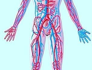 EXPLORANDO OS BENEFÍCIOS DA CALISTENIA NA SAÚDE VASCULAR: UM GUIA ABRANGENTE CONTRA A TROMBOSE