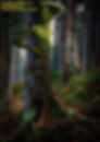 magischer wald, feenwald, zwergenwald